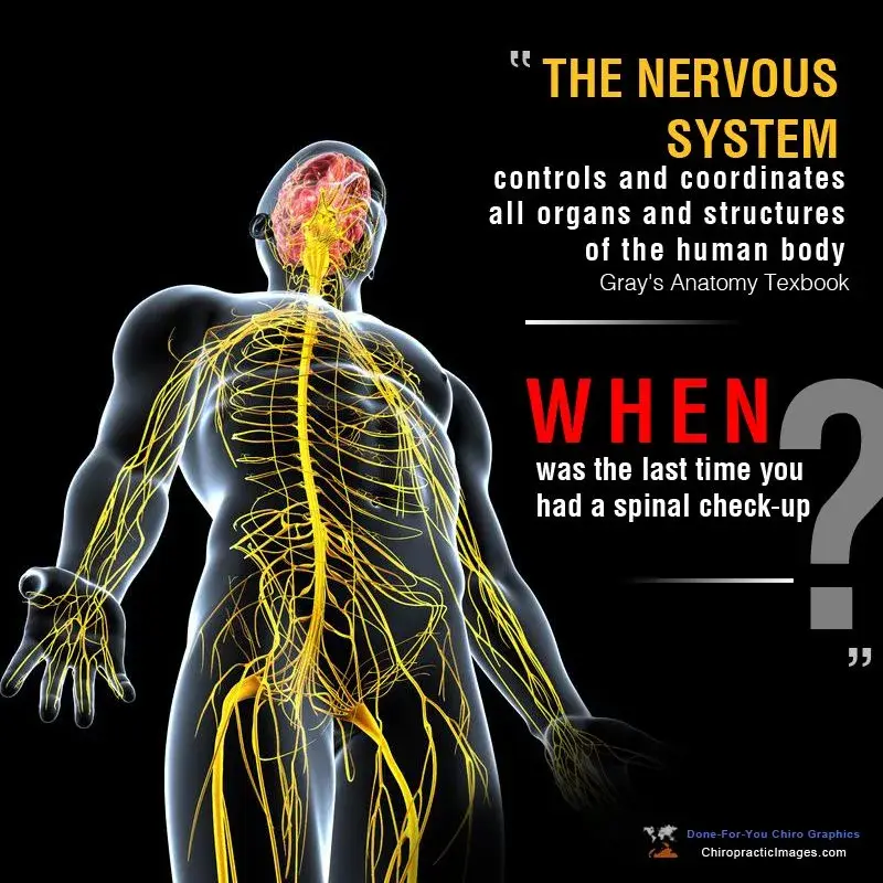 The Nervous System and Chiropractic